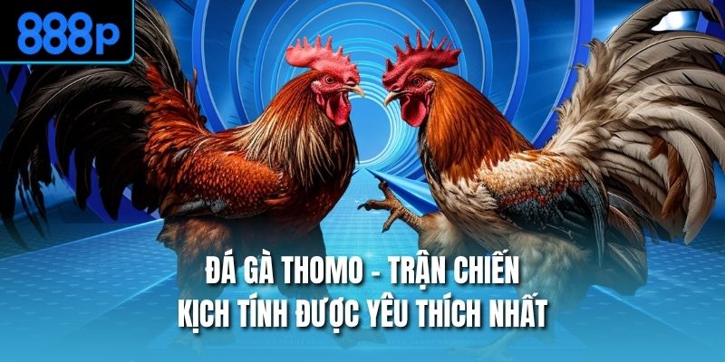 Đá Gà Thomo – Trận Chiến Kịch Tính Được Yêu Thích Nhất